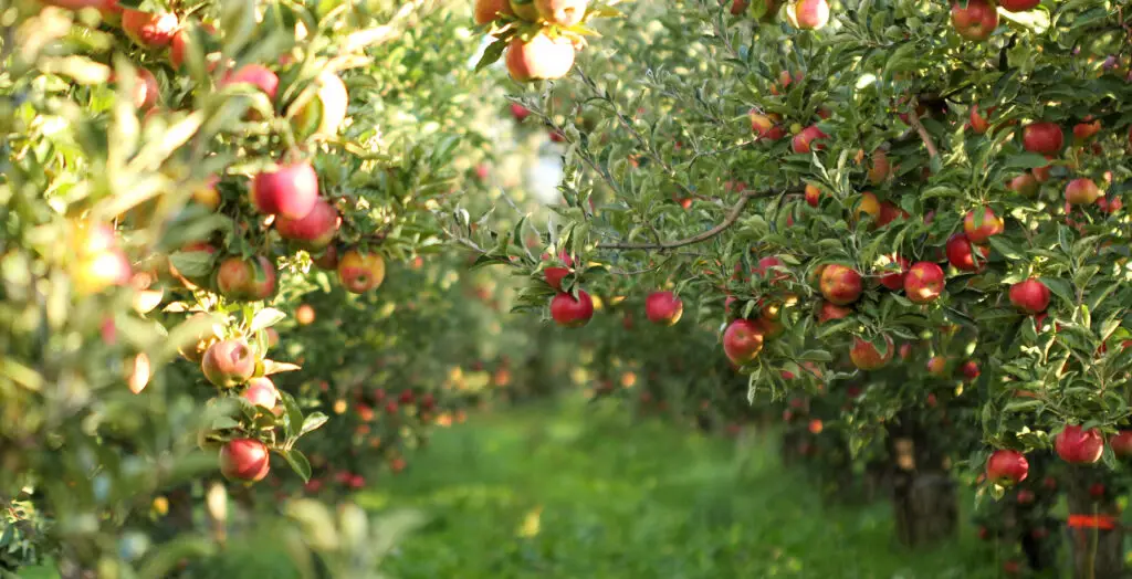 An Abundance of Apples in the Orchard